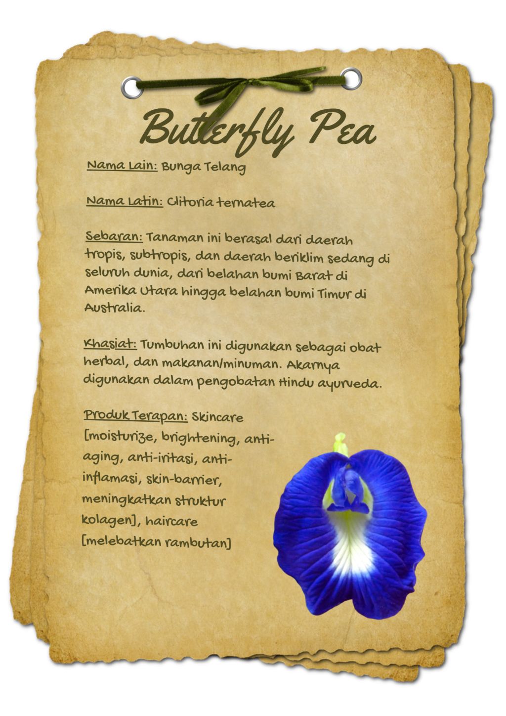 Butterfly Pea.jpg